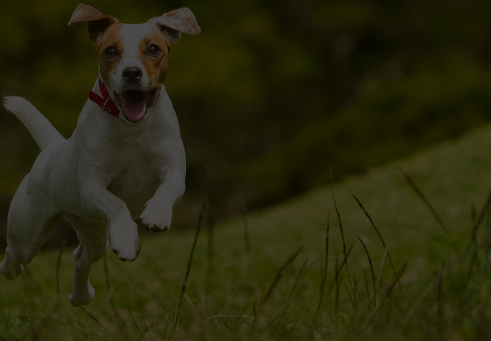 Comunidad digital de Kubik para Petco México desde su llegada al país